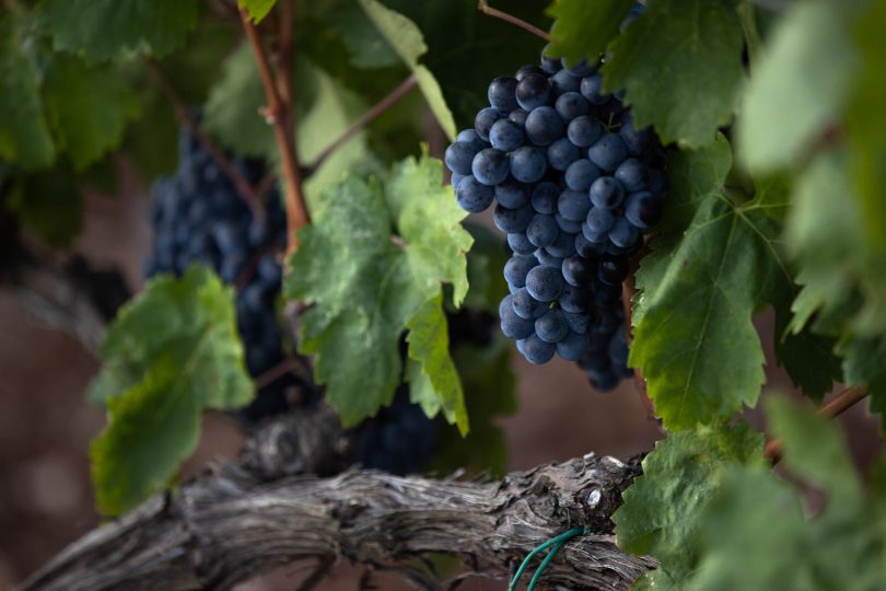 Château La Mascaronne - Vendanges (1)