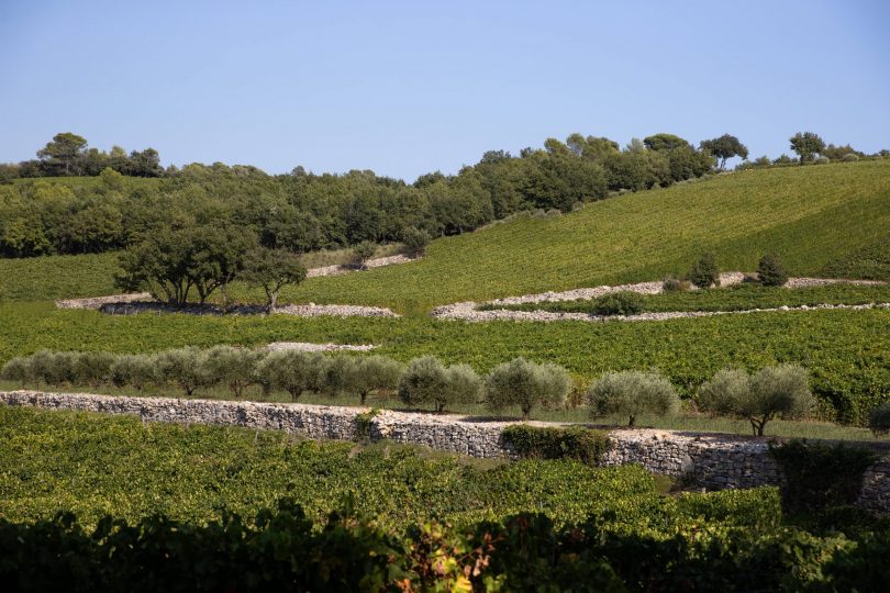 Château La Mascaronne - Vignoble (1)