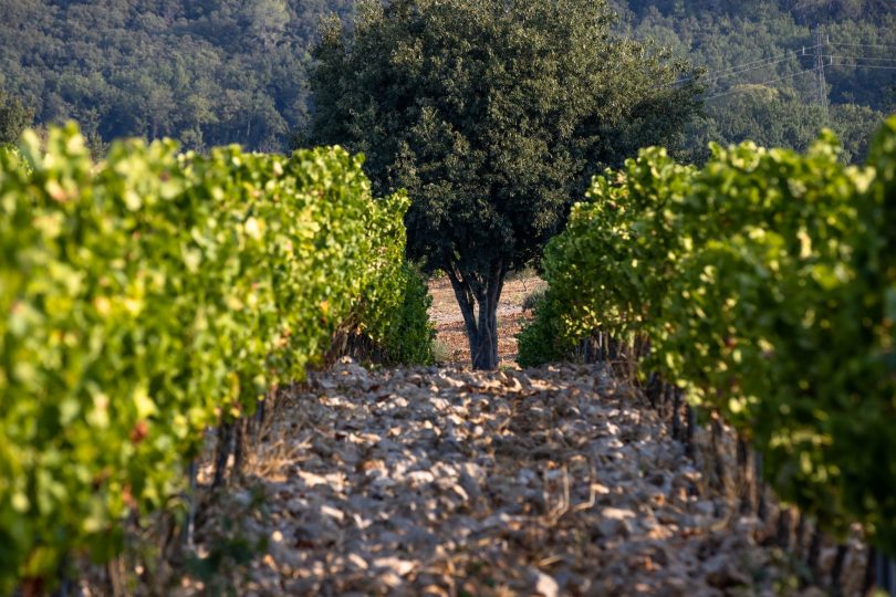 Château La Mascaronne - Vignoble (5)