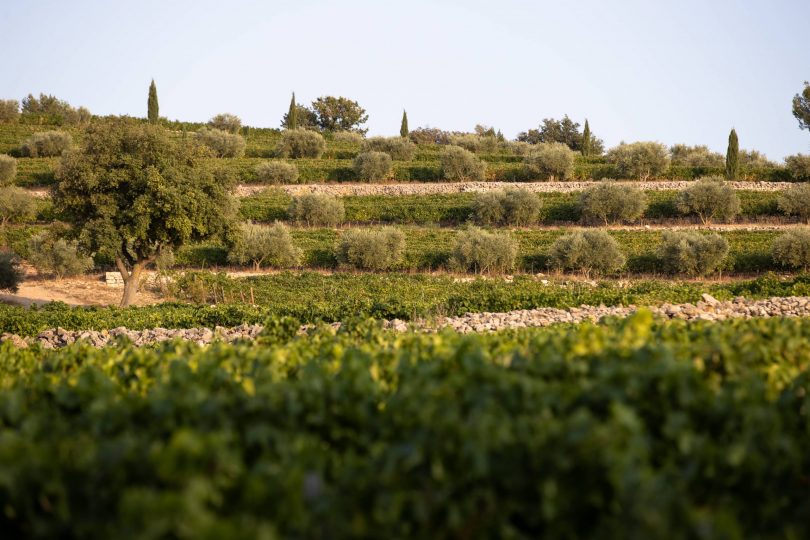 Château La Mascaronne - Vignoble (8)