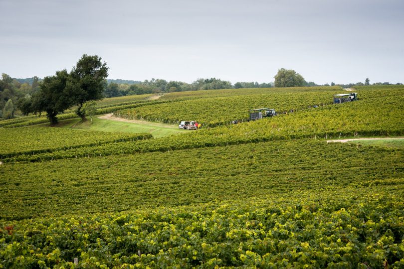 Cos-dEstournel-Vendanges-4