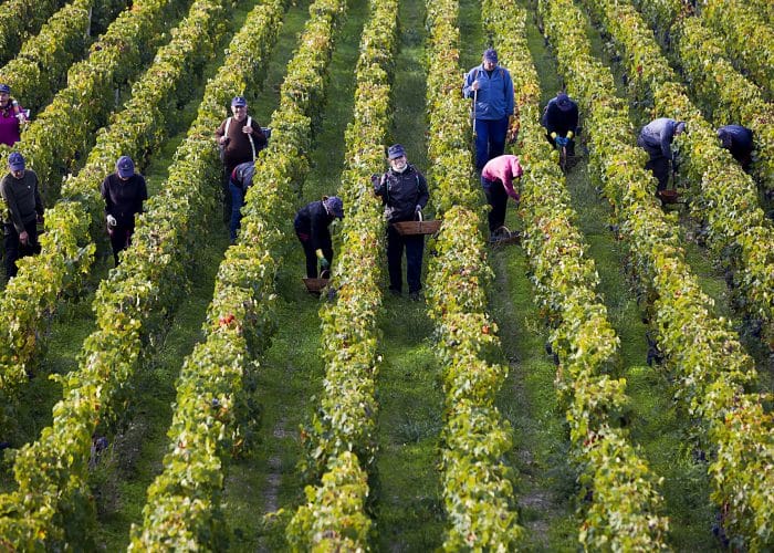 Cos-dEstournel-Vendanges-1-700x500